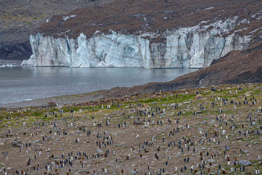 Pingüino Rey - islas Georgias del Sur 014.jpg